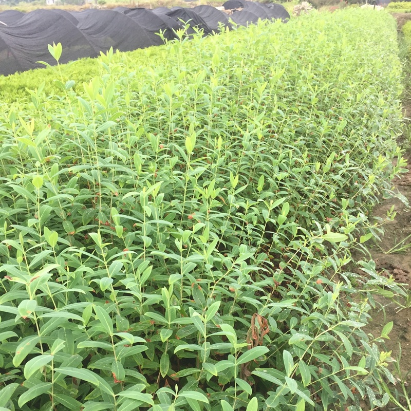 金丝桃小苗金线蝴蝶城市园林景观绿化黄花树苗苗木基地批发