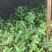 金丝桃小苗金线蝴蝶城市园林景观绿化黄花树苗苗木基地批发