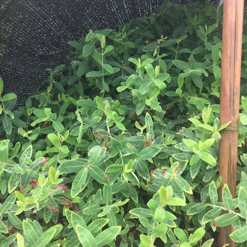 金丝桃小苗金线蝴蝶城市园林景观绿化黄花树苗苗木基地批发