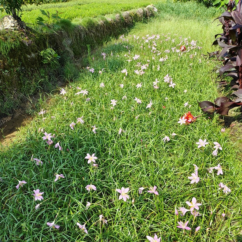 白花葱兰苗云南风雨兰种球四川韭莲湖南宿根花卉直销