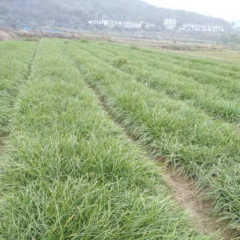 白花葱兰苗云南风雨兰种球四川韭莲湖南宿根花卉直销