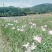 白花葱兰苗云南风雨兰种球四川韭莲湖南宿根花卉直销