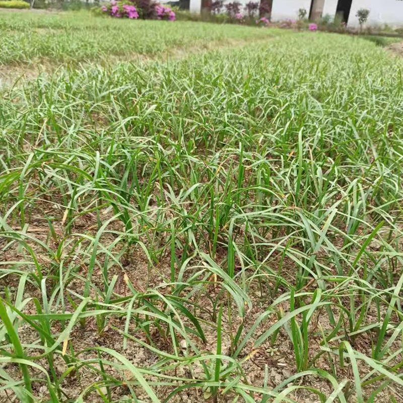 白花葱兰苗云南风雨兰种球四川韭莲湖南宿根花卉直销
