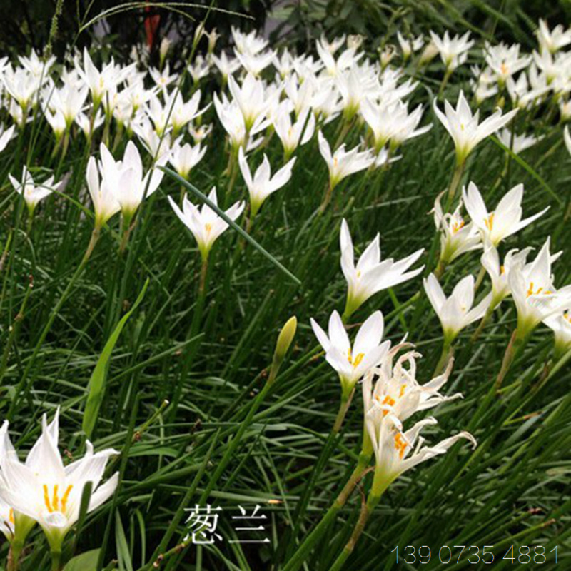 白花葱兰苗云南风雨兰种球四川韭莲湖南宿根花卉直销