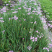 紫娇花洋韭菜园林绿化苗木基地观花植物批发