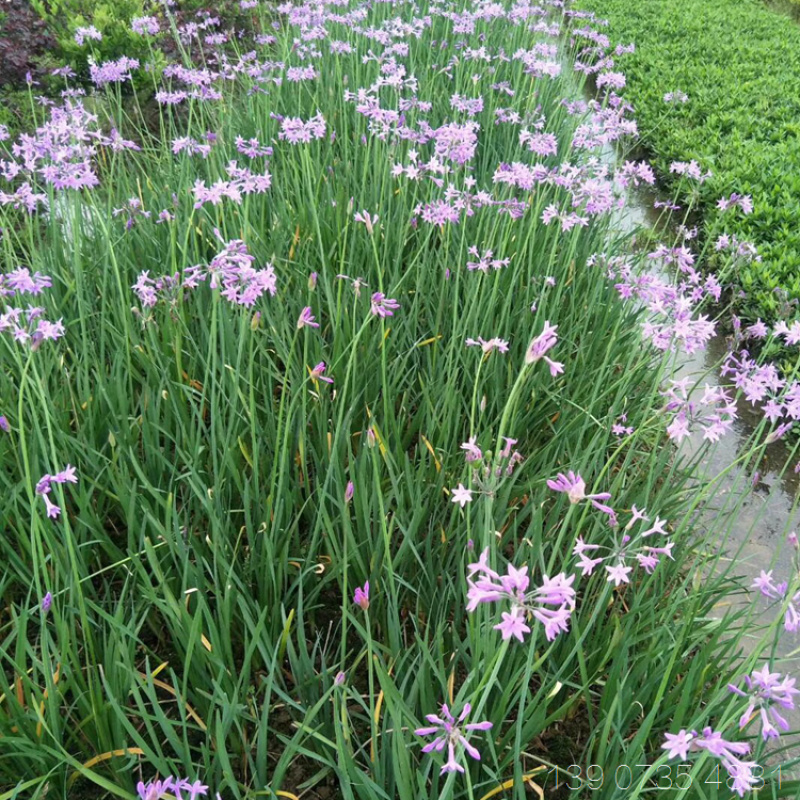 紫娇花洋韭菜园林绿化苗木基地观花植物批发