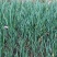 紫娇花洋韭菜园林绿化苗木基地观花植物批发
