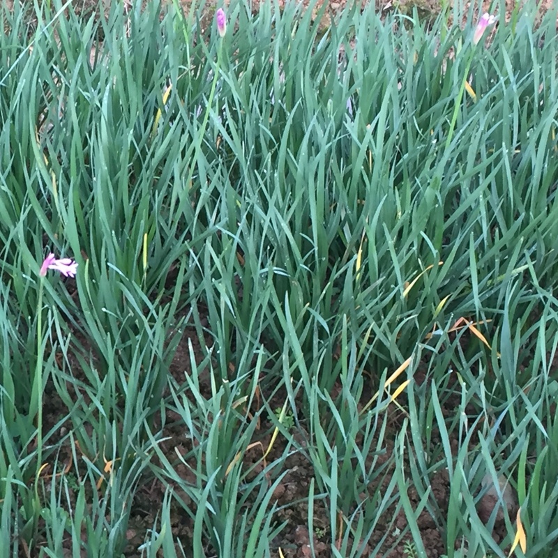紫娇花洋韭菜园林绿化苗木基地观花植物批发
