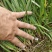 紫娇花洋韭菜园林绿化苗木基地观花植物批发