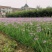紫娇花洋韭菜园林绿化苗木基地观花植物批发