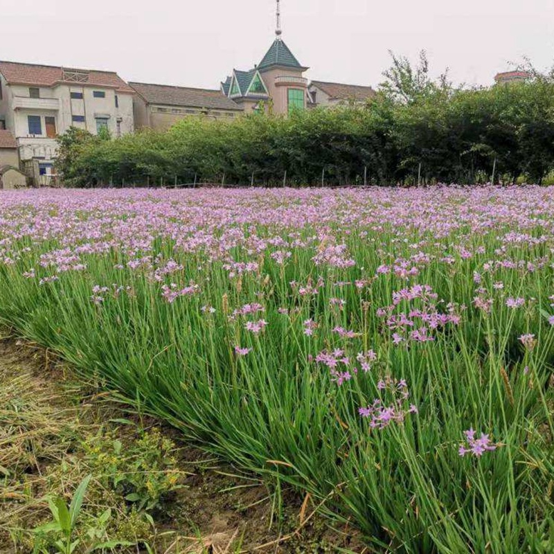 紫娇花洋韭菜园林绿化苗木基地观花植物批发