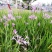 紫娇花洋韭菜园林绿化苗木基地观花植物批发
