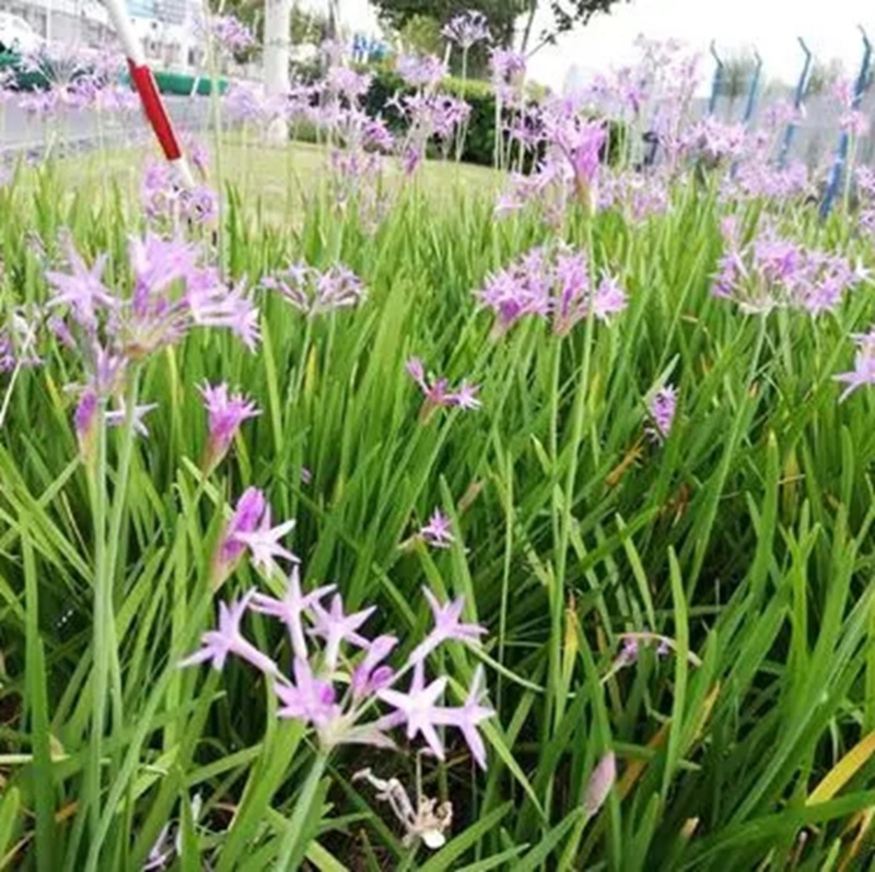 紫娇花洋韭菜园林绿化苗木基地观花植物批发