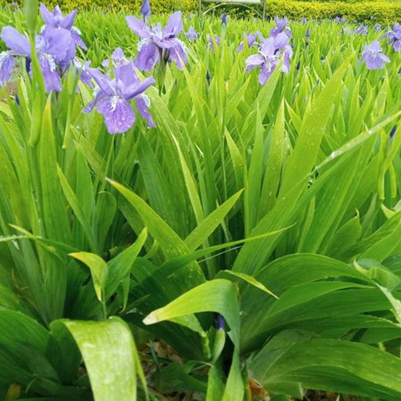 湖南蓝花鸢尾花蓝色燕尾兰草常绿扁竹花株高35蓝蝴蝶