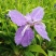 湖南蓝花鸢尾花蓝色燕尾兰草常绿扁竹花株高35蓝蝴蝶