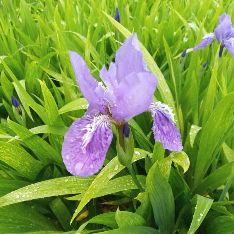 湖南蓝花鸢尾花蓝色燕尾兰草常绿扁竹花株高35蓝蝴蝶