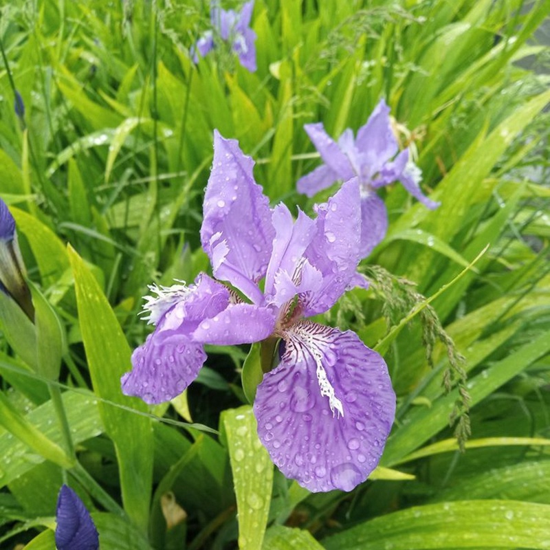 湖南蓝花鸢尾花蓝色燕尾兰草常绿扁竹花株高35蓝蝴蝶
