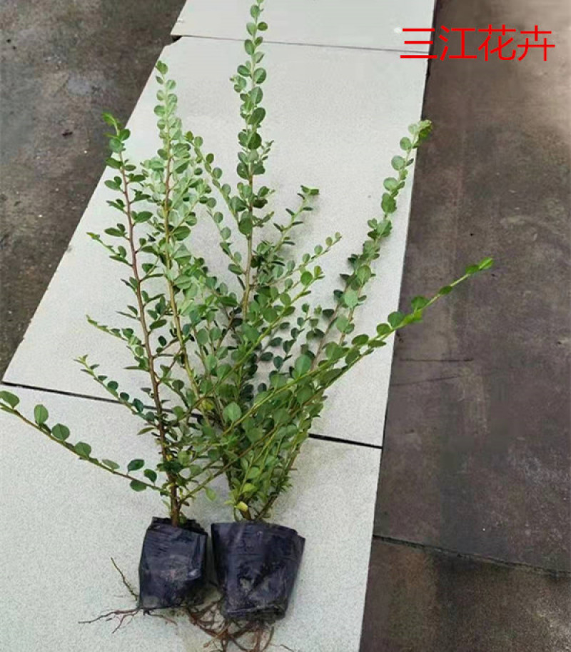 平枝荀子匍匐灌木培育墙体绿化用平枝栒子小苗三江花卉