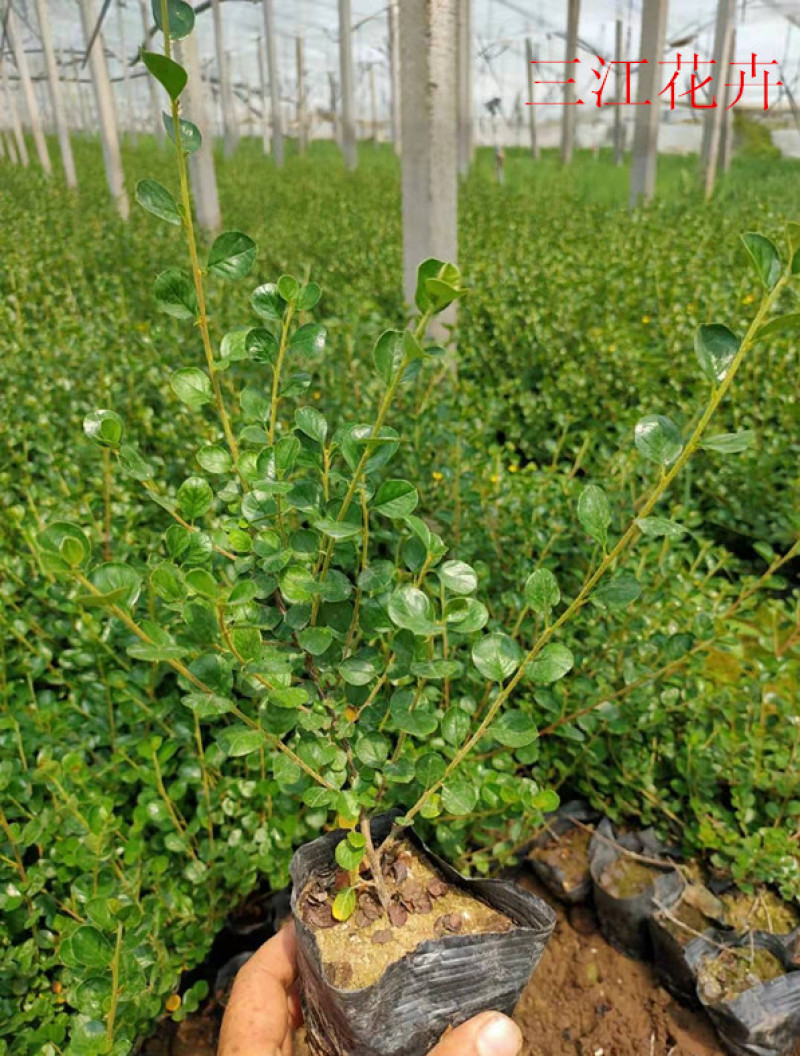 平枝荀子匍匐灌木培育墙体绿化用平枝栒子小苗三江花卉