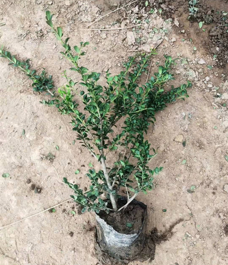 平枝荀子匍匐灌木培育墙体绿化用平枝栒子小苗三江花卉