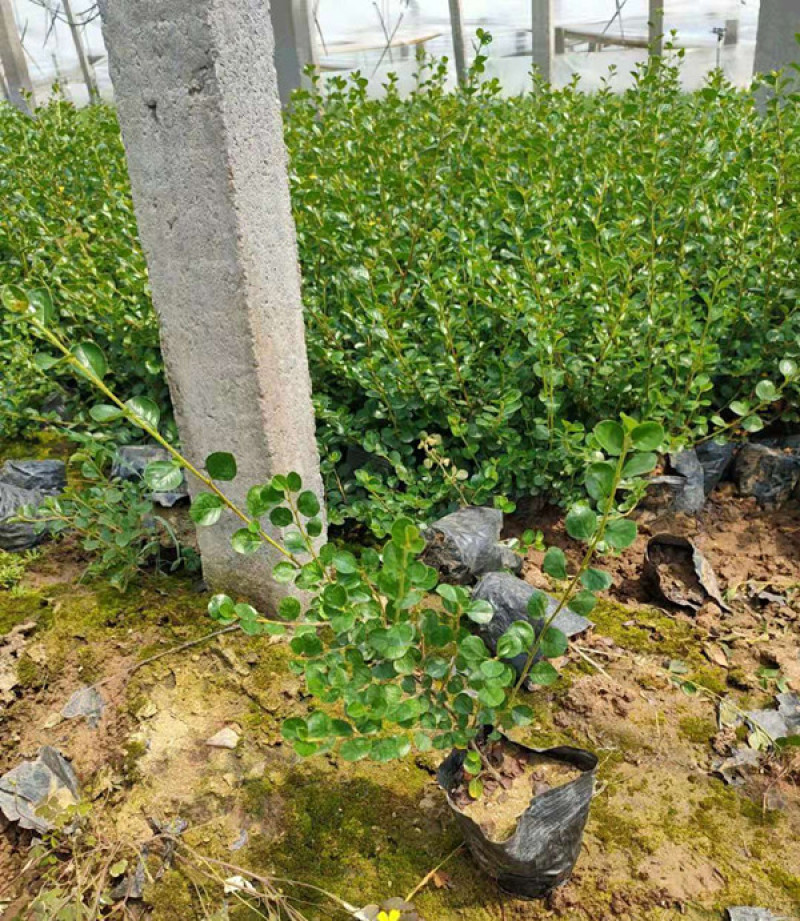 平枝荀子匍匐灌木培育墙体绿化用平枝栒子小苗三江花卉