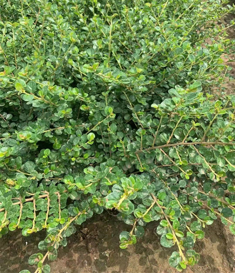 平枝荀子匍匐灌木培育墙体绿化用平枝栒子小苗三江花卉