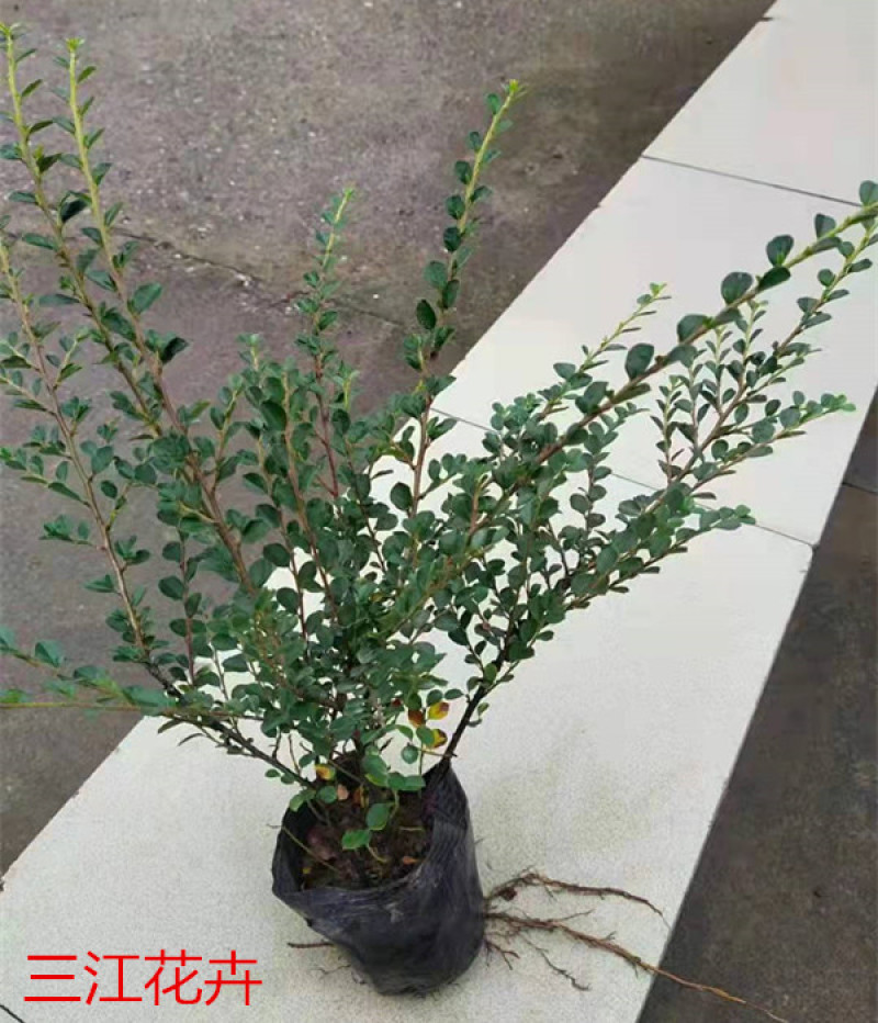 平枝荀子匍匐灌木培育墙体绿化用平枝栒子小苗三江花卉