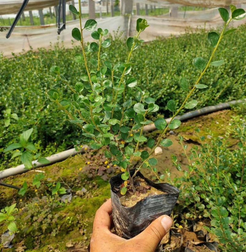 平枝荀子匍匐灌木培育墙体绿化用平枝栒子小苗三江花卉