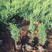 沙地柏灌木基地固沙造林树种绿化沙地柏
