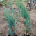 沙地柏灌木基地固沙造林树种绿化沙地柏