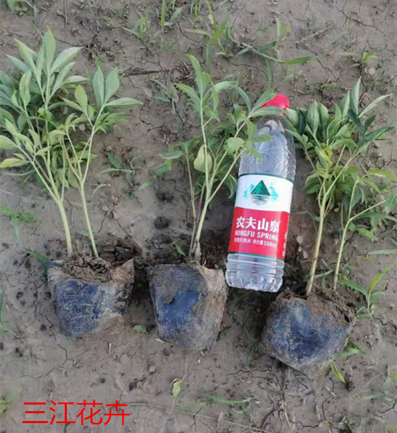 观赏芍药苗基地多色芍药杯苗批发价格厂家销售