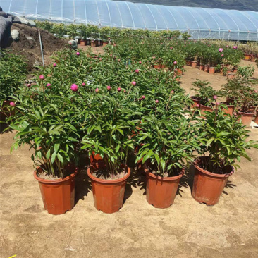 观赏芍药苗基地多色芍药杯苗批发价格厂家销售