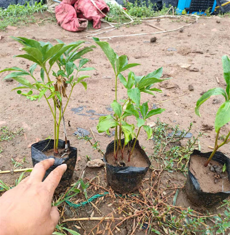 观赏芍药苗基地多色芍药杯苗批发价格厂家销售