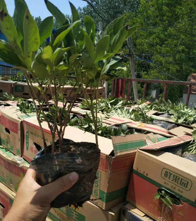 观赏芍药苗基地多色芍药杯苗批发价格厂家销售