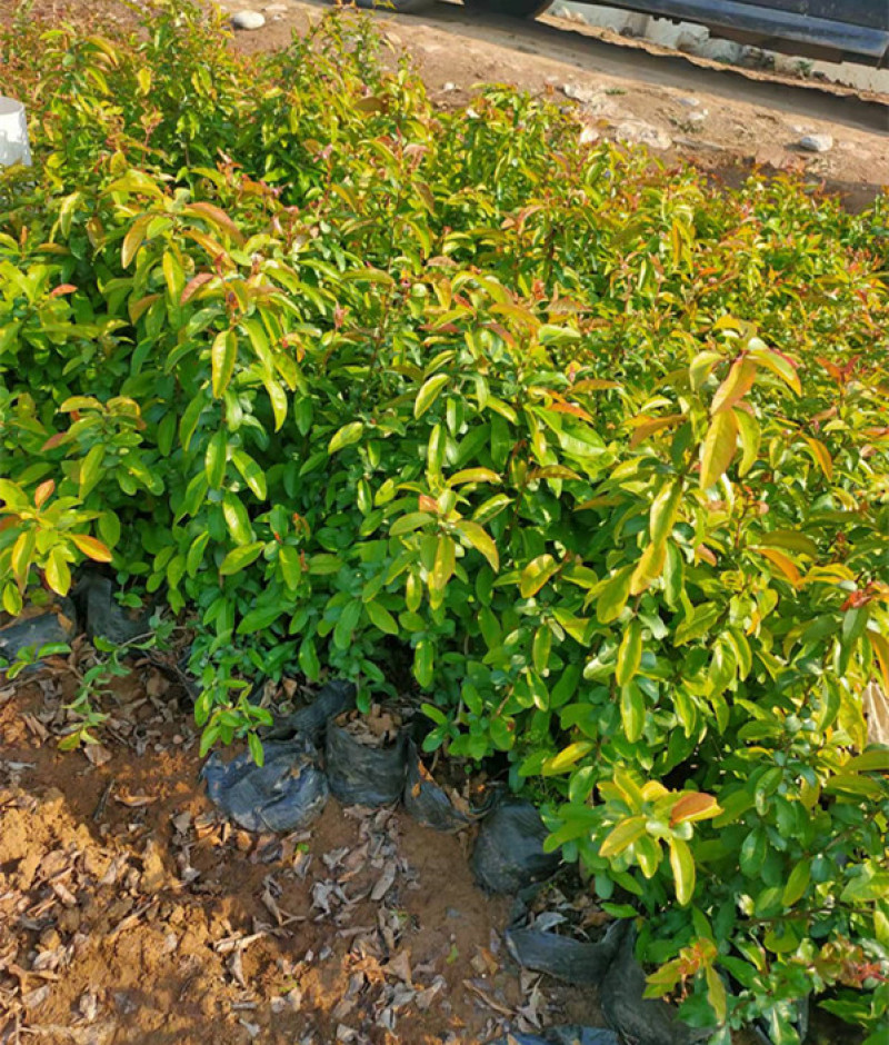 贴梗海棠工程苗基地绿化贴梗海棠小苗价格规格齐全货源