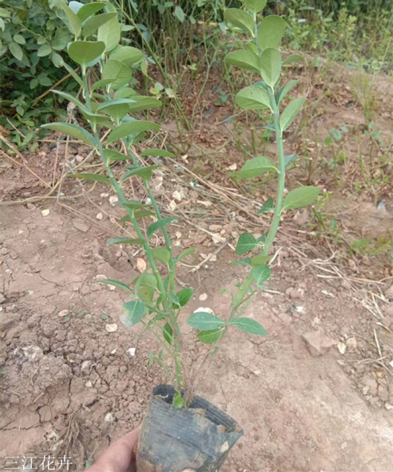 卫矛批发胶东卫矛价格攀援卫矛卫矛基地