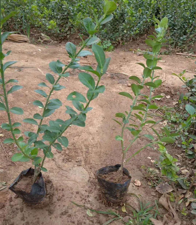 卫矛批发胶东卫矛价格攀援卫矛卫矛基地