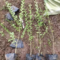 基地直供小叶女贞地被灌丛绿化植物小叶女贞基地
