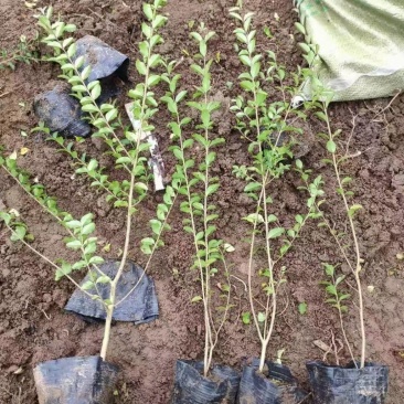 基地直供小叶女贞地被灌丛绿化植物小叶女贞基地