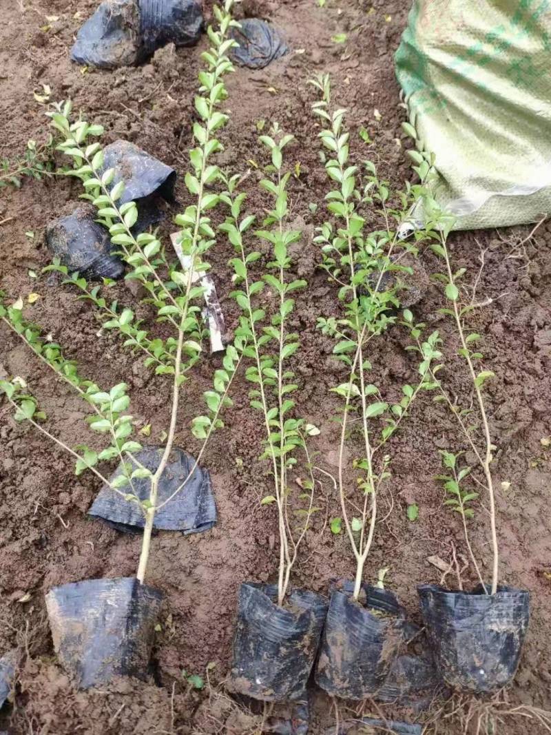 基地直供小叶女贞地被灌丛绿化植物小叶女贞基地