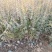 基地直供小叶女贞地被灌丛绿化植物小叶女贞基地