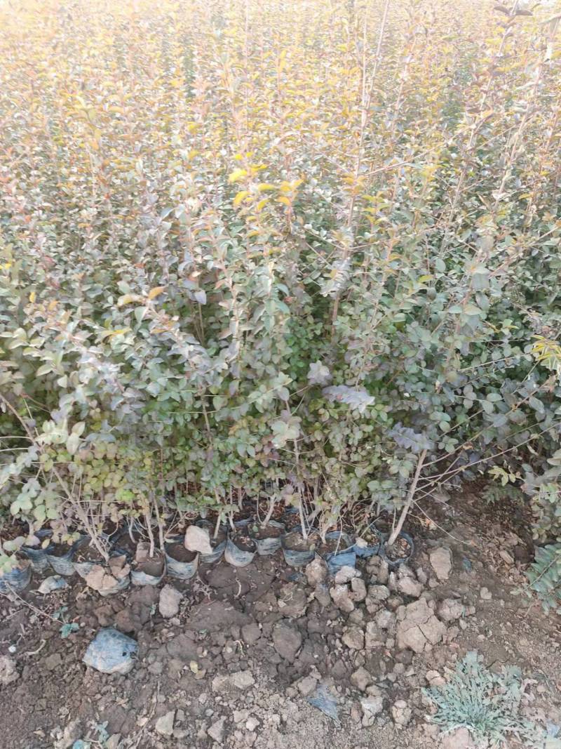 基地直供小叶女贞地被灌丛绿化植物小叶女贞基地