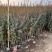 基地直供小叶女贞地被灌丛绿化植物小叶女贞基地