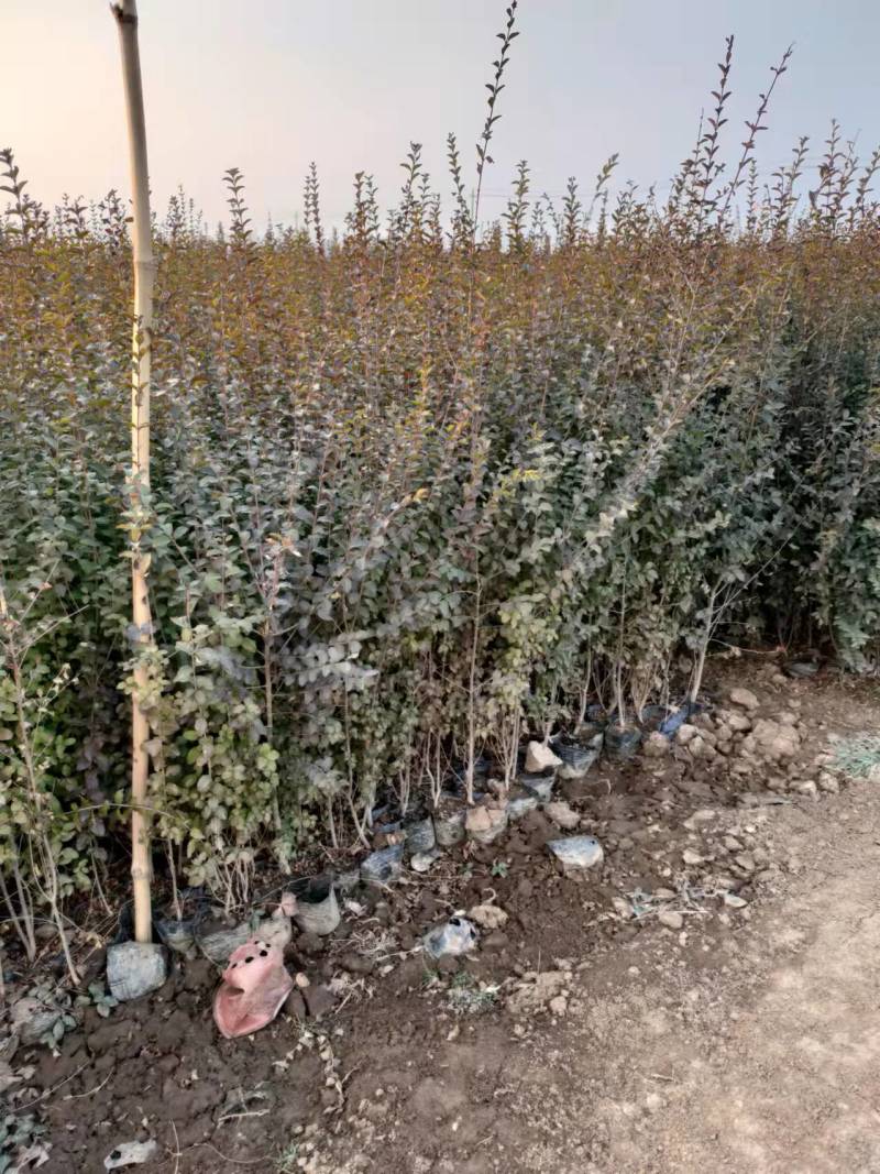 基地直供小叶女贞地被灌丛绿化植物小叶女贞基地