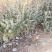 基地直供小叶女贞地被灌丛绿化植物小叶女贞基地