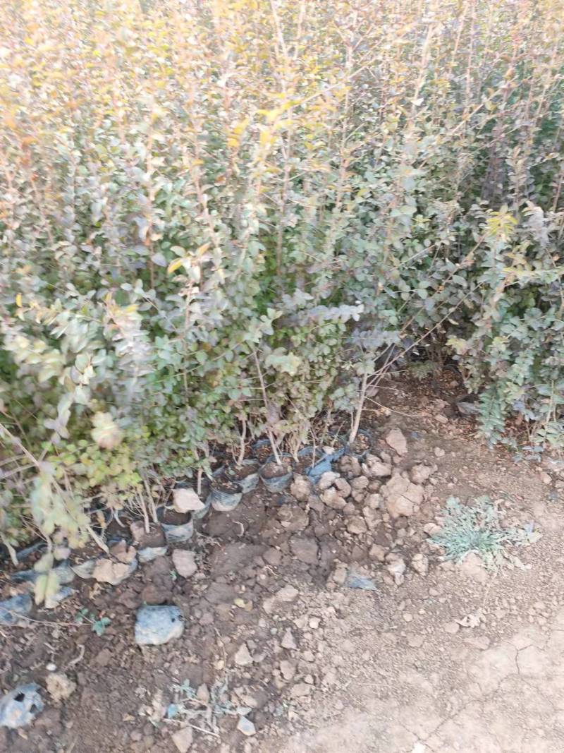 基地直供小叶女贞地被灌丛绿化植物小叶女贞基地