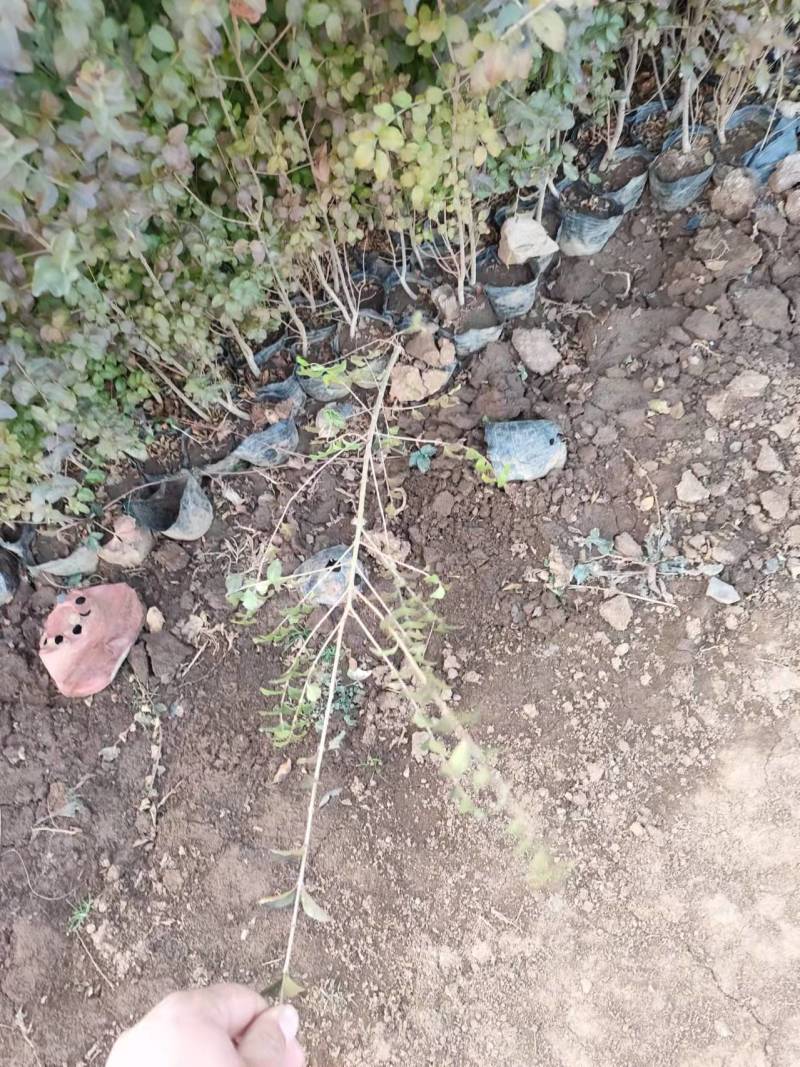 基地直供小叶女贞地被灌丛绿化植物小叶女贞基地