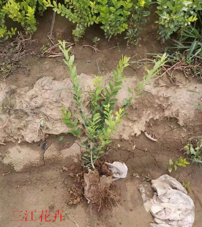 基地直供小叶女贞地被灌丛绿化植物小叶女贞基地