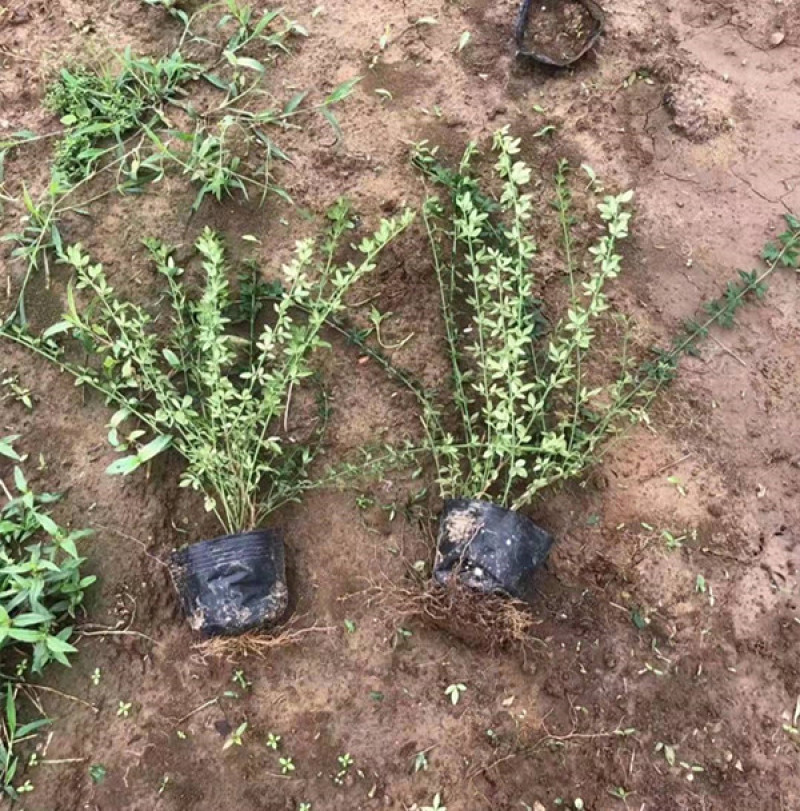 迎春花盆栽小苗落叶灌木丛生迎春适应性强喜光耐寒