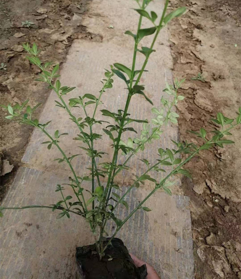 迎春花盆栽小苗落叶灌木丛生迎春适应性强喜光耐寒